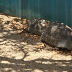 Donkey Sanctuary Bonaire - Kralendijk