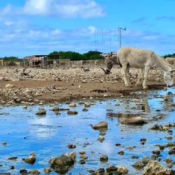Donkey Sanctuary Bonaire - Kralendijk