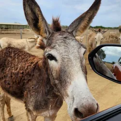 Donkey Sanctuary Bonaire - Kralendijk