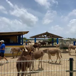 Donkey Sanctuary Bonaire - Kralendijk