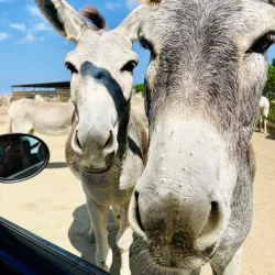 Donkey Sanctuary Bonaire - Kralendijk