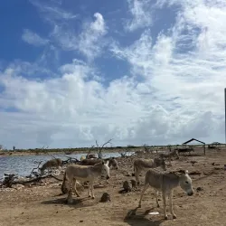 Donkey Sanctuary Bonaire - Kralendijk
