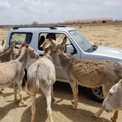 Donkey Sanctuary Bonaire - Kralendijk