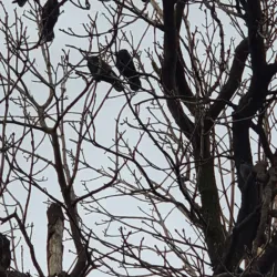 Bijeljina City Park - Bijeljina