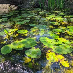 Hutovo Blato Nature Park - Capljina