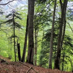 Perućica Primeval Forest - Foča