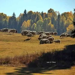 Romanija Mountain - Istočno Sarajevo