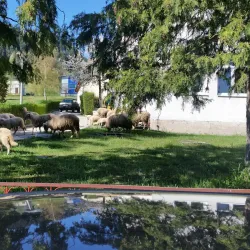 Pale Old Town - Pale