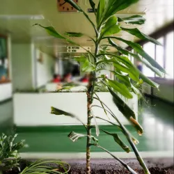 Dr. Mladen Stojanovic Hospital Museum - Prijedor