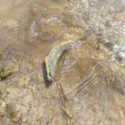 Lašva River - Travnik