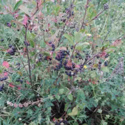 Lašva River - Travnik