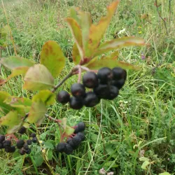 Lašva River - Travnik