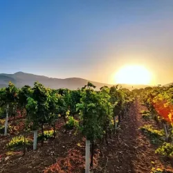 Hercegovacka Vinarija (Herzegovina Winery) - Trebinje
