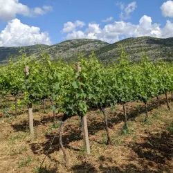 Hercegovacka Vinarija (Herzegovina Winery) - Trebinje
