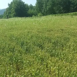 Krivaja River - Zavidovici