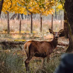 Surrounding Villages and Countryside - Zivinice