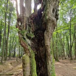 Zivinice City Museum - Zivinice