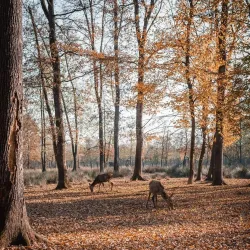 Zivinice City Museum - Zivinice
