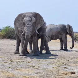 Central Kalahari Game Reserve - Boatlaname