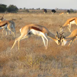 Central Kalahari Game Reserve - Boatlaname