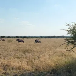 Central Kalahari Game Reserve - Boatlaname