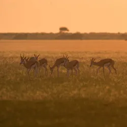 Central Kalahari Game Reserve - Boatlaname