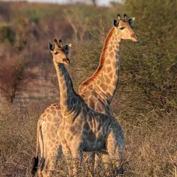 Central Kalahari Game Reserve - Boatlaname