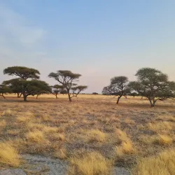 Central Kalahari Game Reserve - Boatlaname