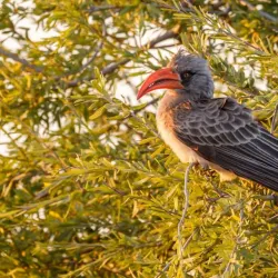 Khama Rhino Sanctuary - Boatlaname