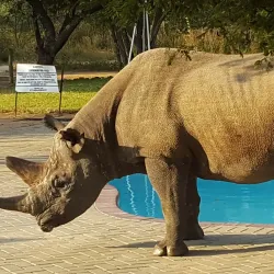 Khama Rhino Sanctuary - Boatlaname