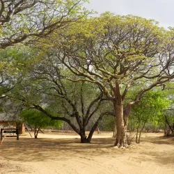 Khama Rhino Sanctuary - Boatlaname