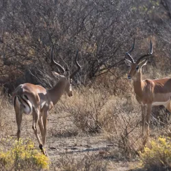 Khama Rhino Sanctuary - Boatlaname