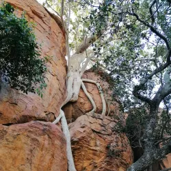 Ancient Rock Paintings - Bobonong