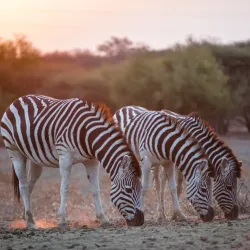 Gaborone Game Reserve - Bokaa