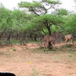 Gaborone Game Reserve - Bokaa