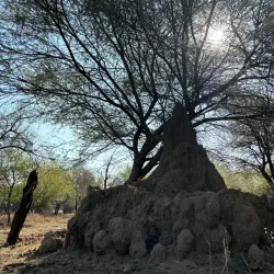 Gaborone Game Reserve - Bokaa