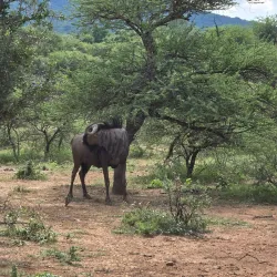 Mokolodi Nature Reserve - Bokaa