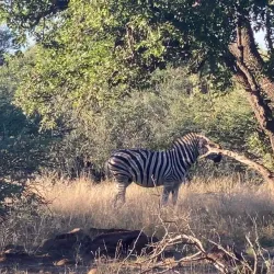 Mokolodi Nature Reserve - Bokaa