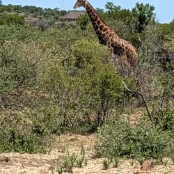 Mokolodi Nature Reserve - Bokaa