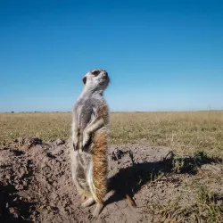 Eco-Tourism and Safari Experiences - Gweta