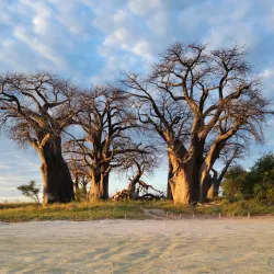 Nxai Pan National Park - Gweta