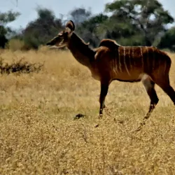 Nxai Pan National Park - Gweta