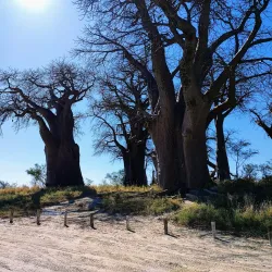 Nxai Pan National Park - Gweta