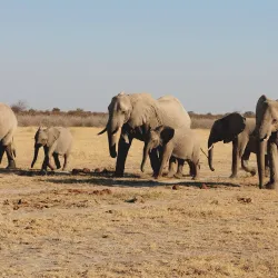 Nxai Pan National Park - Gweta