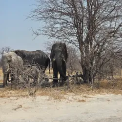 Nxai Pan National Park - Gweta