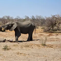 Salt Pan Night Sky Viewing - Gweta