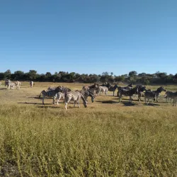 Salt Pan Night Sky Viewing - Gweta