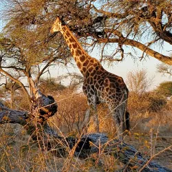 Salt Pan Night Sky Viewing - Gweta