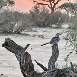 Salt Pan Night Sky Viewing - Gweta
