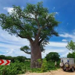 Chobe National Park - Kachikau